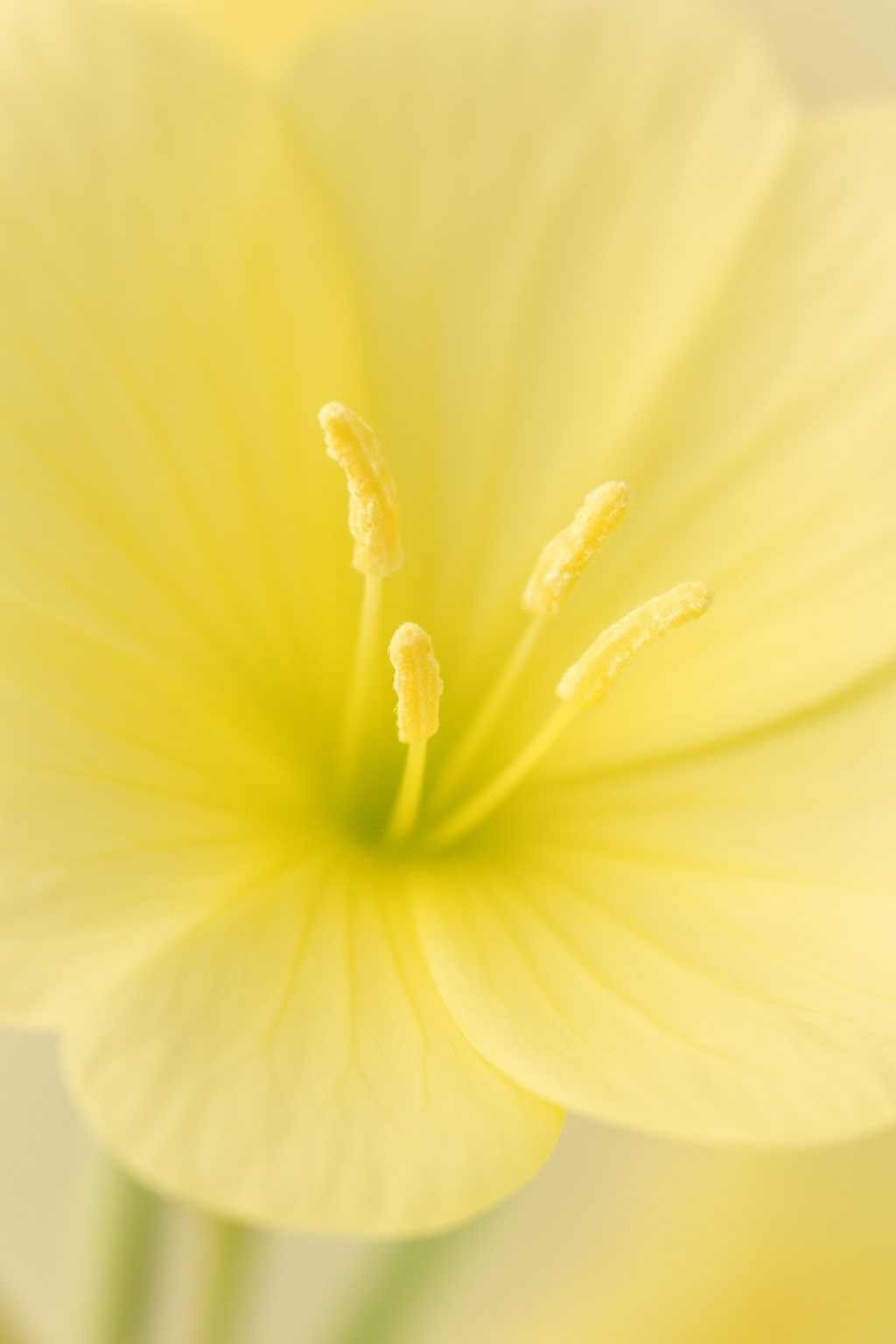 carol priest natural cosmetics ingredient evening primrose