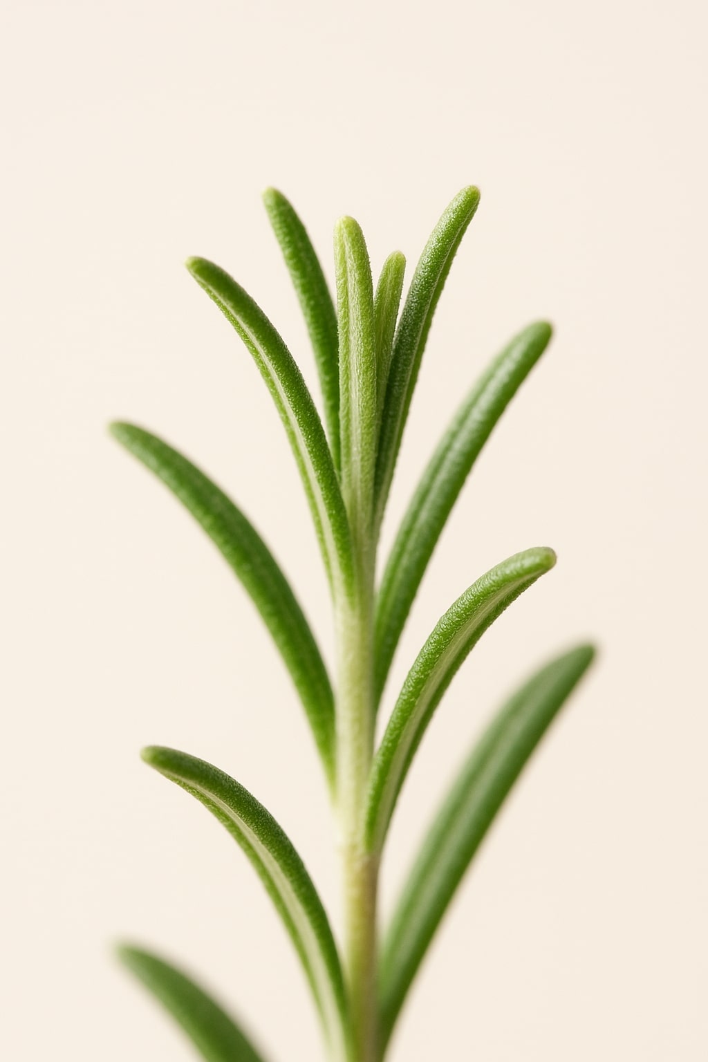 carol priest illustration of rosemary essential oil